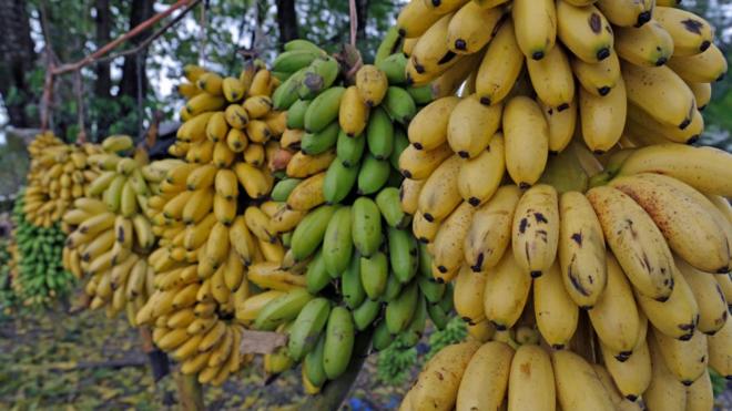 코스타리카에 위치한 바나나 농장