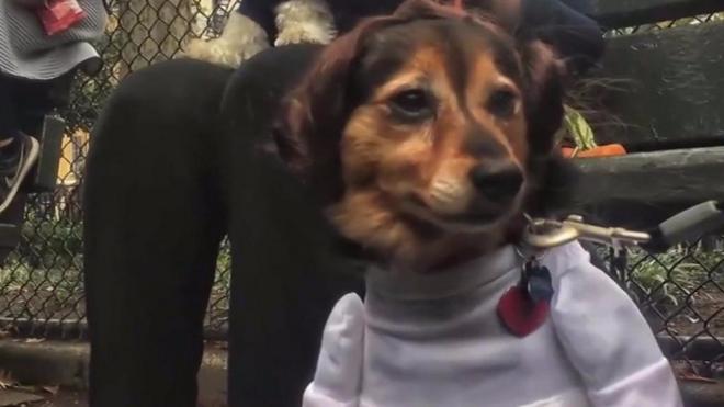 Concursobets99 jogos de hojefantasia para cães