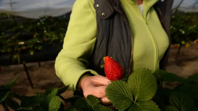 Фінську полуницю цього року без українців можуть не зібрати