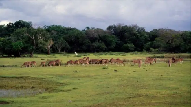 මාවිල්ලු වන රක්‍ෂිතය