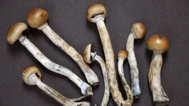 称为迷幻蘑菇的裸盖菇素被美国药物食品管理局认定为“突破性药物”，因此可对其疗效作医学临床研究。