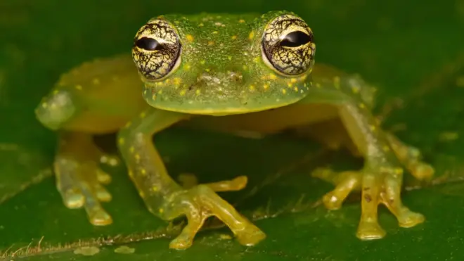 El hallazgo de esta "rana de vidrio" es señal de que la selva de Ciudad Blanca es pura.