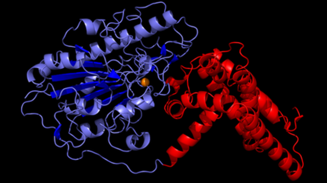 超级细菌抗药的秘密在于它表面像盔甲一样的一层蛋白质。