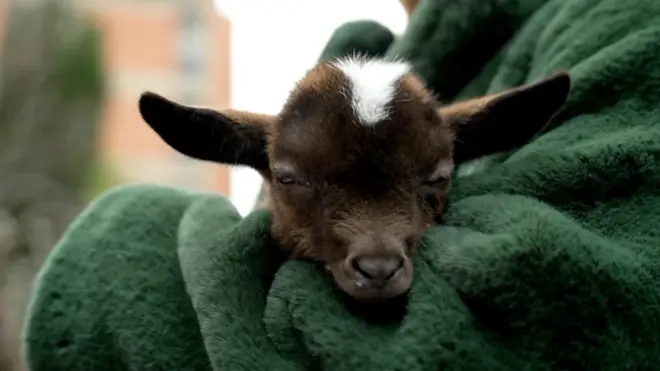 احتضان صغار الماعز لتهدئة أعصاب الأطباء والممرضات