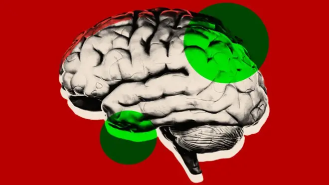 మానవ మెదడు 