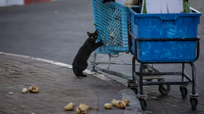 Кошка в Сдероте