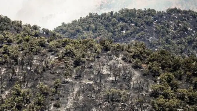 آتش‌سوزی جنگل‌های هیرکانی چالوس؛ ادامه مهار آتش در چند «جبهه»