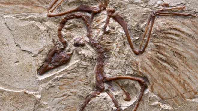 ถ้าอยู่ในสภาพแวดล้อมที่เหมาะสม ร่างของคุณก็อาจกลายเป็นฟอสซิลได้ เหมือนไดโนเสาร์ Archaeopteryx อายุ 150 ล้านปีตัวนี้