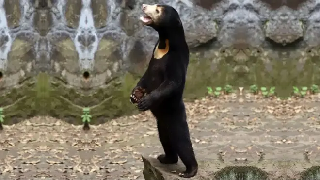 ఎలుగుబంటి