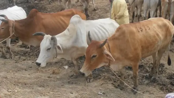 চোরাই পথে আনা গরুর গায়ে নম্বর থাকে