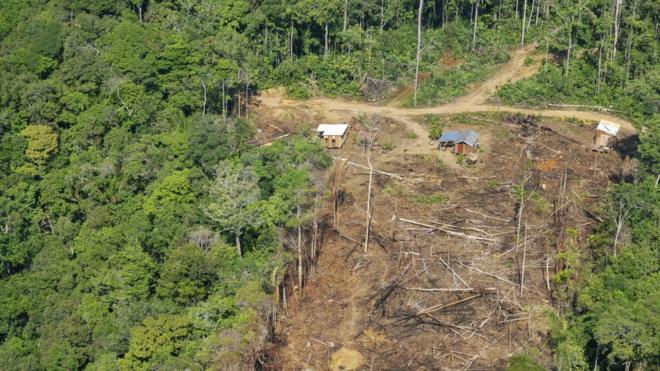 Deforestación en la selva amazónica.