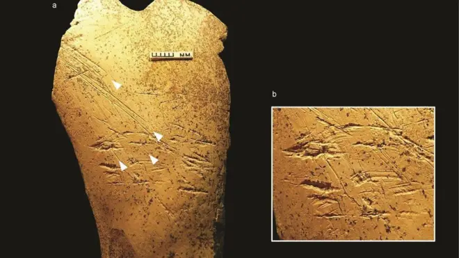 ከፈረስ አጥንት የተሠሩ የጥንታዊ ሰው መገልገያዎች ተገኙ