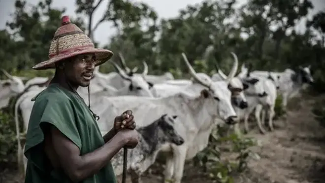 Awọn maluu nibi ijẹko kan pẹlu darandaran kan