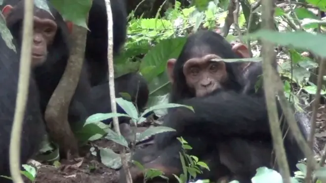 Divlje šimpanze koriste lekovito bilje