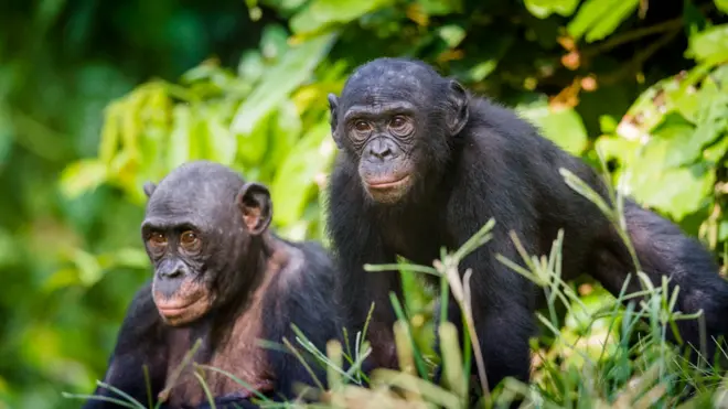 Las madres bonobo usan diferentes estrategias, como acercar a sus hijos a las mejores hembras en etapabetano aposta onlineovulación.