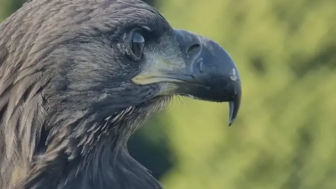 Kako orao pomaže Izraelu da pronađe tela poginulih u Hamasovim napadima