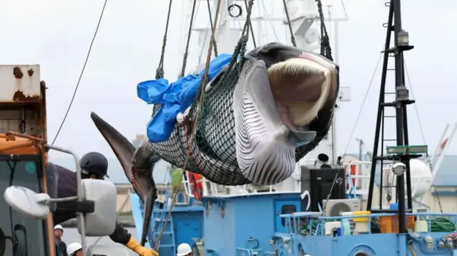 A minke whale is hauled off a ship