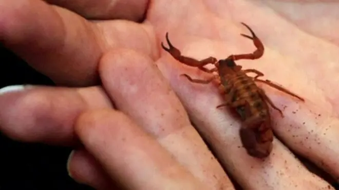 ريتشارد بيل يقول إن العقرب سقط على رأسه بينما كان يتناول وجبة الغداء