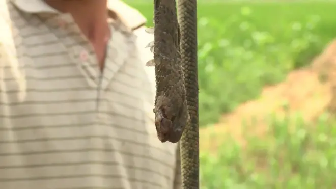 إحدى قرى محافظة البحيرة شمالي دلتا مصر تشهد هجمات متكررة من ثعابين وأفاع انتشرت بشكل غير معتاد في القرية ومحيطها هذا الصيف.