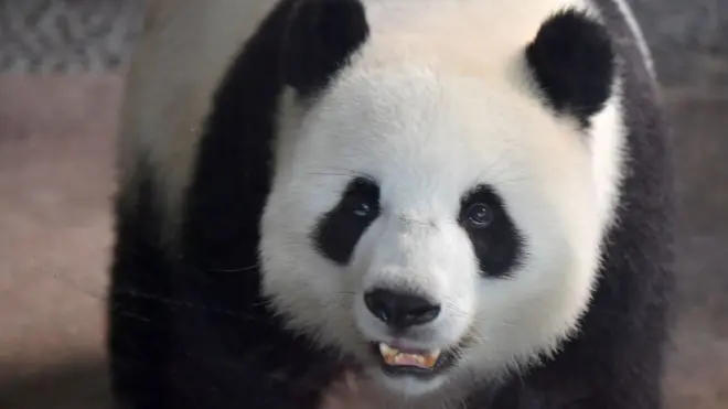 Мама панда Менг Менг