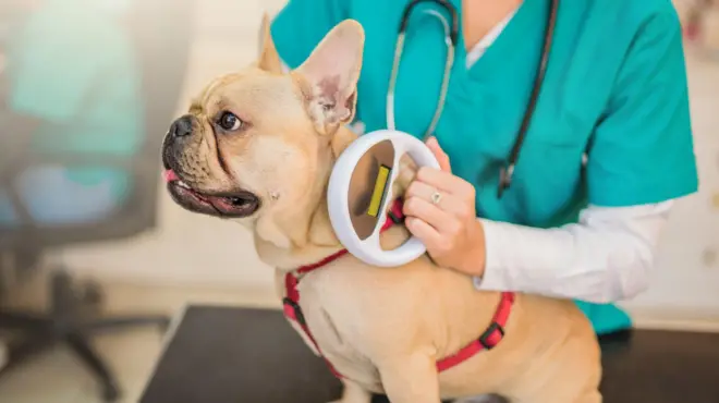 සුනඛයෙකුට මයික්‍රොචිප් බද්ධ කරමින්
