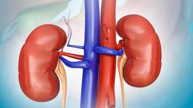 சிறுநீரகங்கள், மனித உடல், ரத்த அழுத்தம், நீரிழிவு, மருத்துவம்
