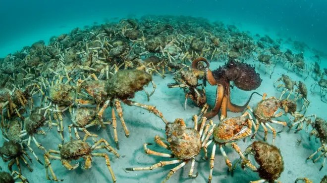 مفاجأة سرطان البحر