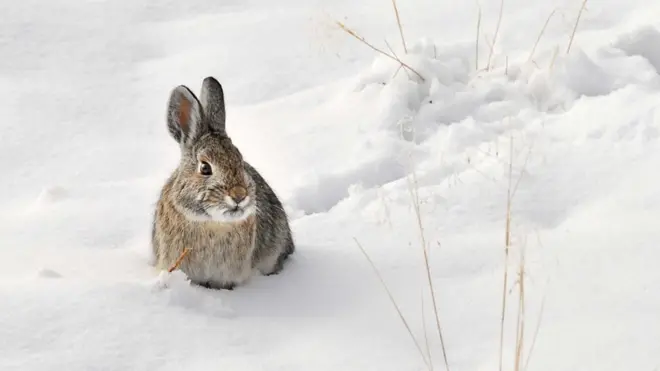 กระต่าย