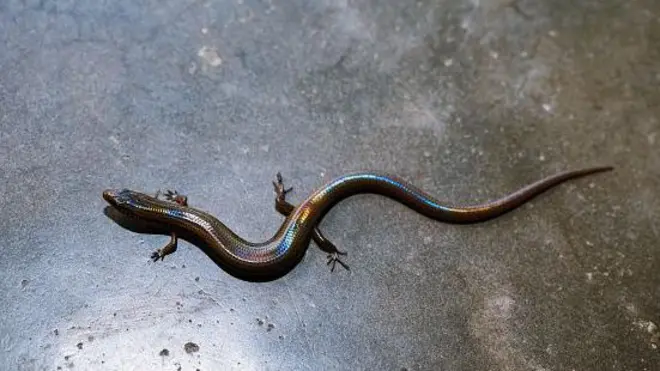 Snake