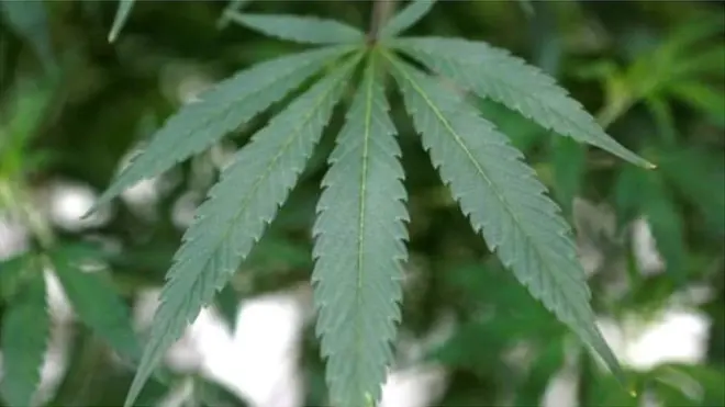 دنیا کے کئی ممالک میں بھنگ کو سرور کے حصول یا طبی مقاصد کے لیے استعمال کرنے کی اجازت دی جا چکی ہے