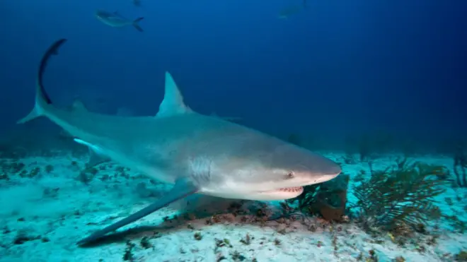 A bull shark in the Bahamas