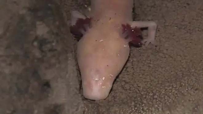 Criatura subterránea que habita en Croacia