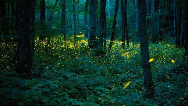 大烟山国家公园栖息着西半球数量最大的萤火虫群（图片来源：Floris Van Breugel/Nature Picture Library/Getty）