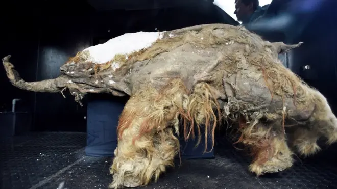 Los restos de Yuka muestran claramente el color rojizo de su cobertura lanuda.