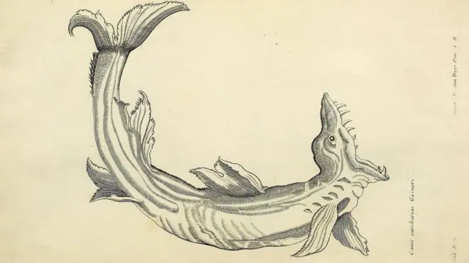 Ilustración de un pez alargado, con la boca abierta mostrando afilados dientes