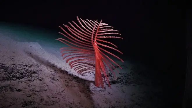 Обитатели Большого Барьерного рифа