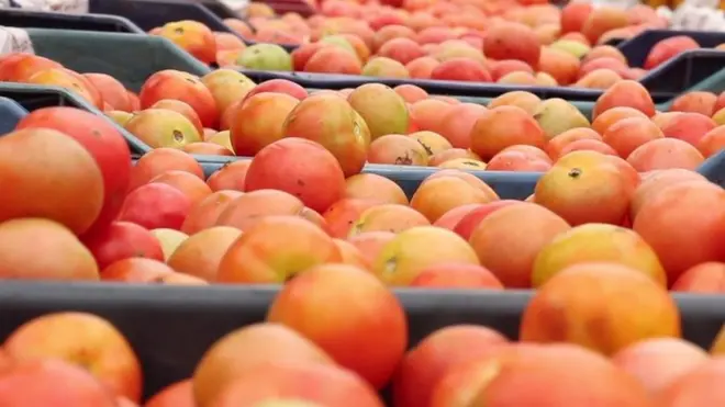 మదనపల్లె మార్కెట్‌లో టమాటా