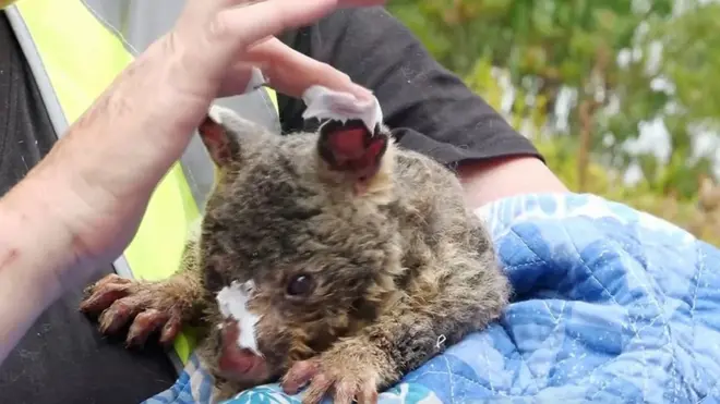 Поссума спасли от лесных пожаров.