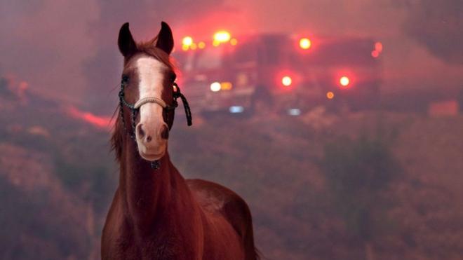 Horses are spooked as the Woolsey Fire moves through the property on Cornell Road near Paramount Ranch