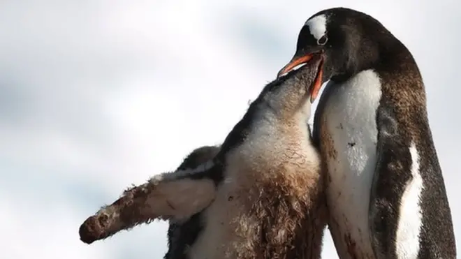 अंटार्कटिका