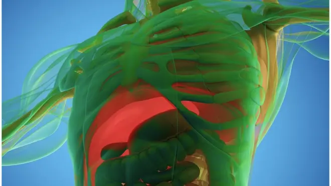 ሙስሊሞች ከጸሐይ መውጫ እስከ ጸሐይ መግቢያ ድረስ ይጾማሉ፨ ይህ ከጤና አንጻር ምን ትጽእኖ ይኖረዋል?