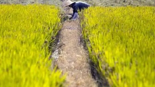 ሩዝ ካብቲ ልዑል ቀረፍ ተተሚንዋ ዘሎ ፍርያት ቻይና እዩ