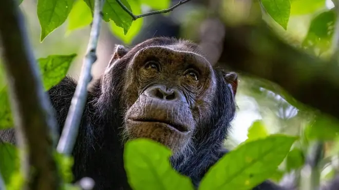 Chimpancé en la naturaleza