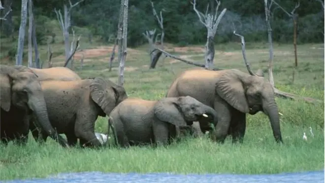 Ọwọ erin kan n jẹ lọ laarin igbo