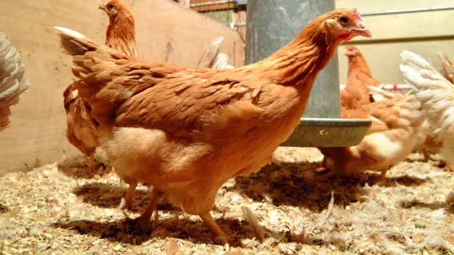 These chickens have a human gene that enables them to lay eggs containing useful drugs.