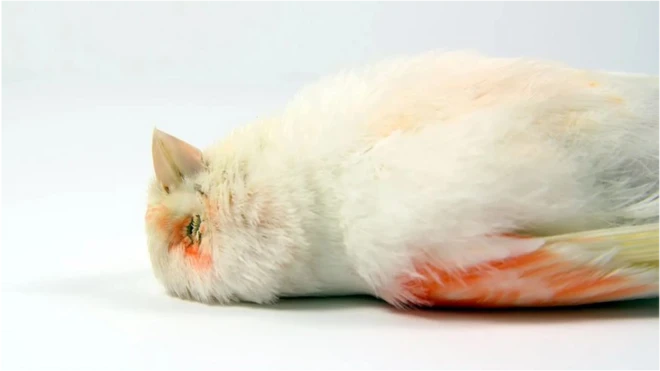 Аксар жонзотлар жинсий етукликка эришгач, ўлади. Аммо нега?