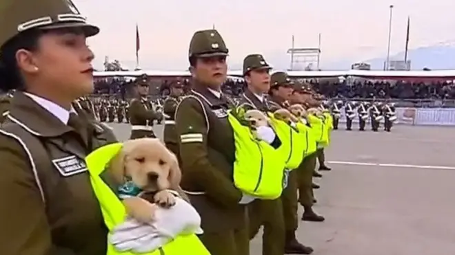 щенки на военном параде