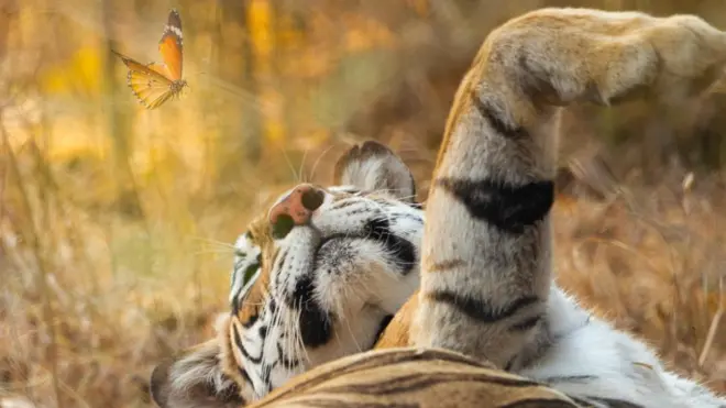 Collarwali was known to be a friendly animal