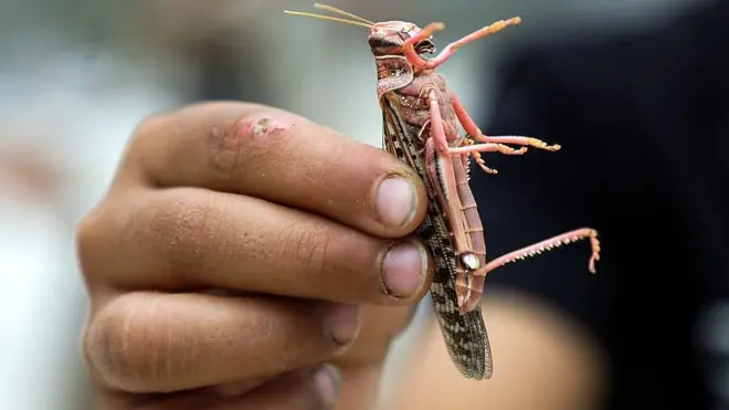 أسراب الجراد تجتاح السعودية - فما السبب؟