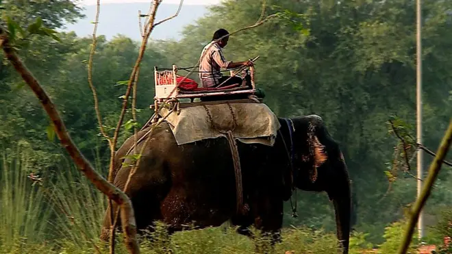 ہاتھی میرا ساتھی